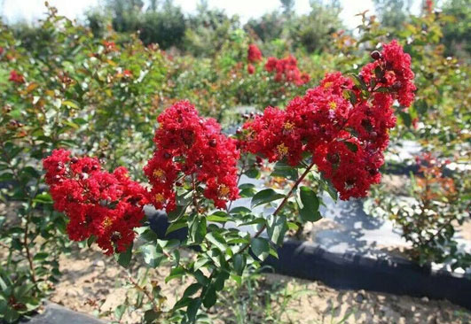 桐苗有哪些種類？