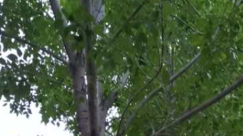 河南白蠟苗育苗須注意的四點(diǎn)常識