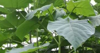 法桐成活率不高？法桐苗木廠家來(lái)教你