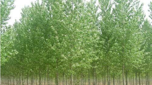 白蠟苗的正確種植方法你知道嗎？