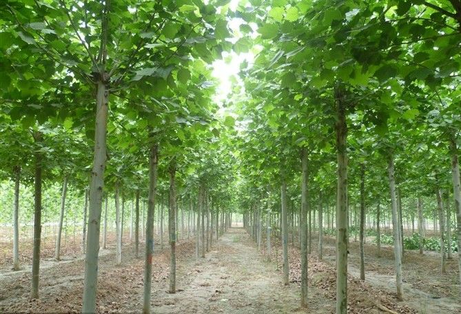 法桐苗木廠(chǎng)家的選擇與養(yǎng)護(hù)